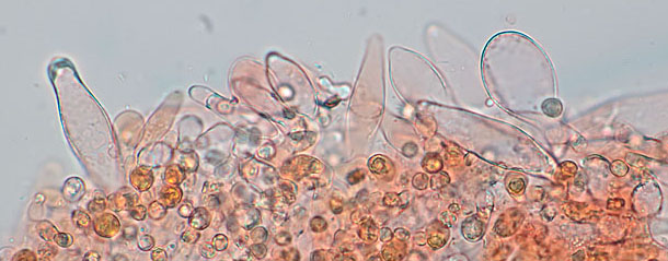 Pluteus semibulbosus